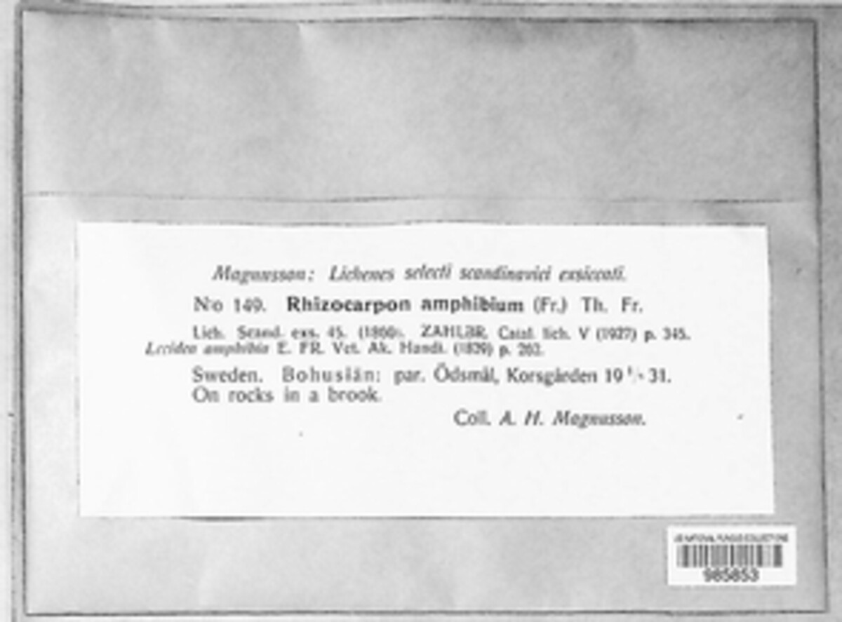 Rhizocarpon amphibium image